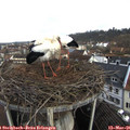 09_45-nest.jpg