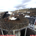 09_55-nest.jpg