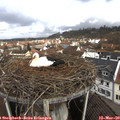 10_15-nest.jpg