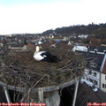11_05-nest.jpg