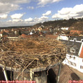 12_50-nest.jpg