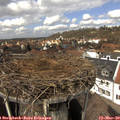 13_00-nest.jpg