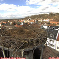 13_30-nest.jpg