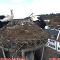 14_00-nest.jpg