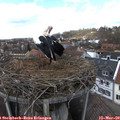 14_05-nest.jpg