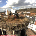 14_15-nest.jpg