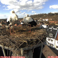 14_55-nest.jpg
