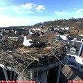 16_00-nest.jpg