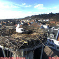 16_05-nest.jpg
