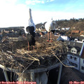 17_00-nest.jpg
