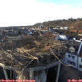 17_15-nest.jpg