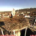 09_00-nest.jpg