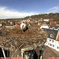 12_00-nest.jpg