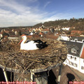 12_35-nest.jpg