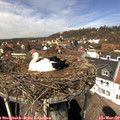 12_50-nest.jpg