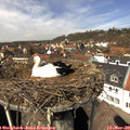 12_55-nest.jpg
