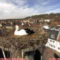 13_00-nest.jpg