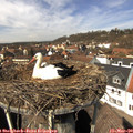 13_05-nest.jpg