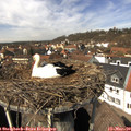 13_10-nest.jpg