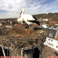 13_15-nest.jpg