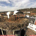 13_40-nest.jpg