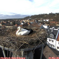14_55-nest.jpg