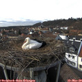 15_00-nest.jpg