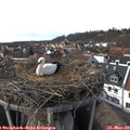 15_10-nest.jpg