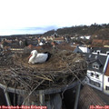 15_15-nest.jpg