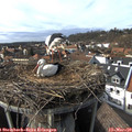 15_20-nest.jpg
