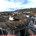 16_25-nest.jpg