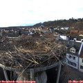 17_05-nest.jpg