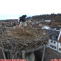 07_05-nest.jpg