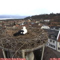 08_05-nest.jpg