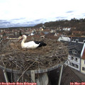 10_15-nest.jpg