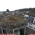 11_55-nest.jpg