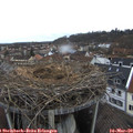 12_15-nest.jpg