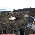 13_05-nest.jpg