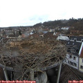 14_25-nest.jpg