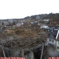 14_30-nest.jpg