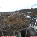 15_20-nest.jpg