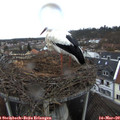17_00-nest.jpg