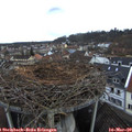 17_50-nest.jpg