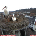 07_20-nest.jpg