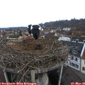 08_15-nest.jpg