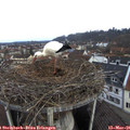 08_20-nest.jpg