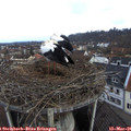 08_25-nest.jpg