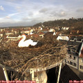09_00-nest.jpg