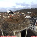 09_25-nest.jpg