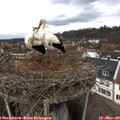 13_05-nest.jpg